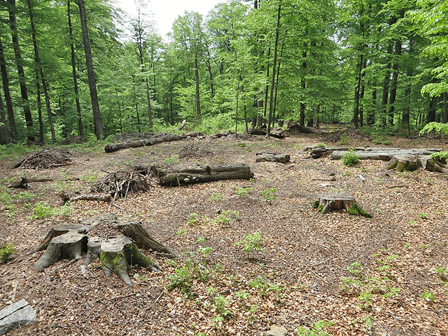 Doi bărbați  care au tăiat arbori ilegal au fost reținuți de polițiști