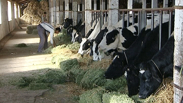 Crescătorii de vaci încep să-şi lichideze fermele