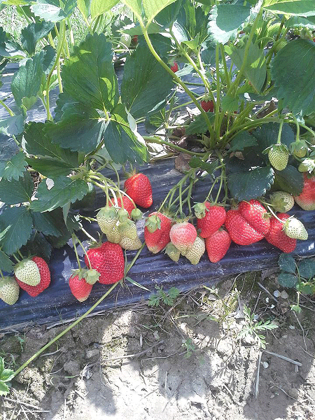 An dezastruos pentru producătorii de căpşuni