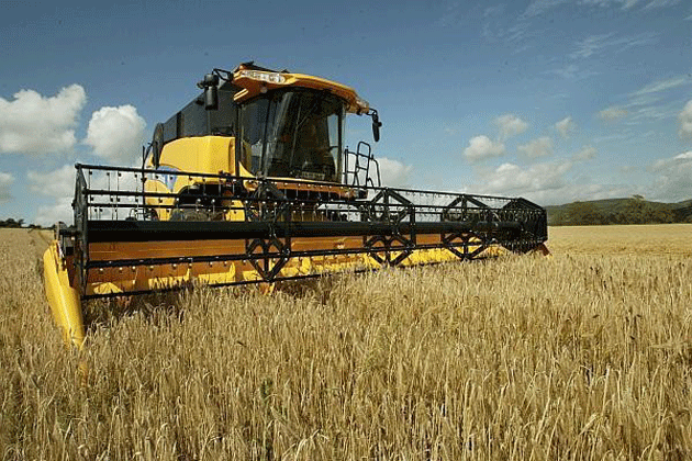 Semne bune recolta are în zona Carei-Tăşnad