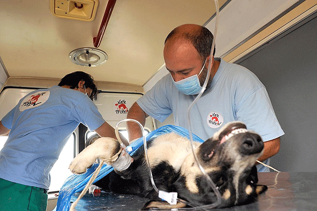 O nouă acţiune de sterilizare  a câinilor la Carei