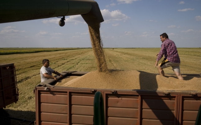 Incredibil, dar ADEVĂRAT! În judeţ se FURĂ cerealele direct cu COMBINA