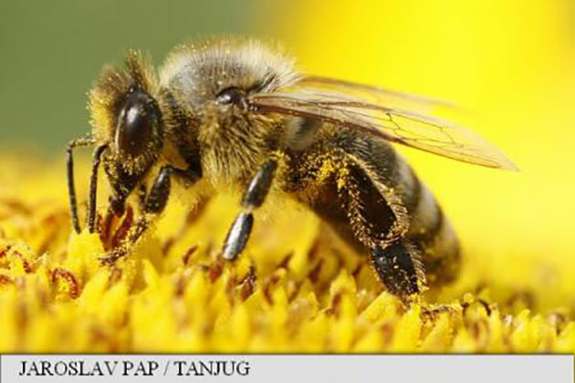 Dispariția albinelor ar putea cauza peste un milion de decese anual în întreaga lume