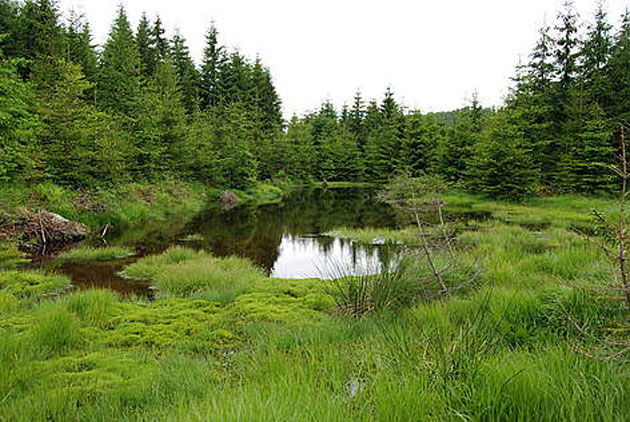 Compensaţii de până la 500 euro/ha/an pentru proprietarii de păduri din arii protejate