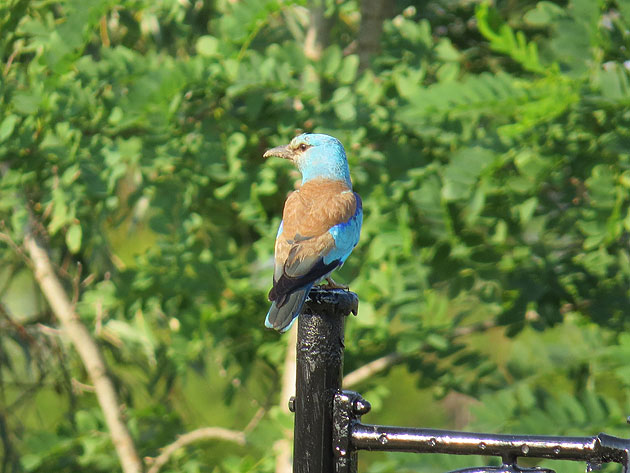 APM depune eforturi pentru salvarea faunei sălbatice