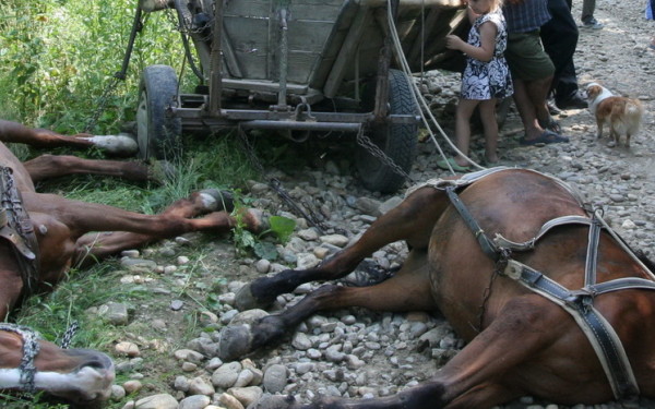 Cai UCIŞI de VIESPI la Craidorolţ. Stăpânul lor a SCĂPAT cu viaţă