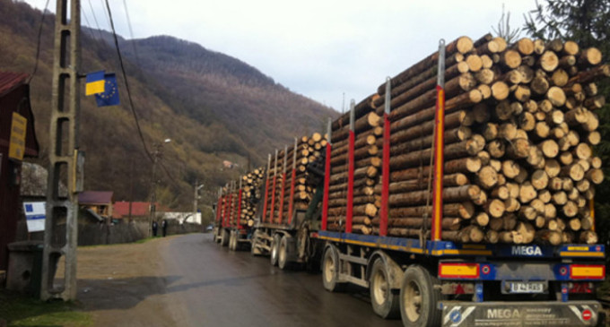 Se FURĂ lemne ca-n codru la TARNA MARE. VEZI ce vrea să FACĂ un cetăţean