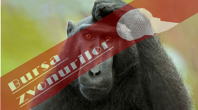 Unde-i maimuţa în poză?