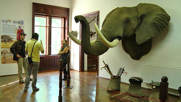 Şase decenii de cultură muzeală la Carei