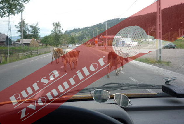 Şoferi la coada vacilor