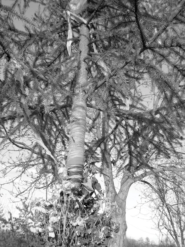 Brad-de-înmormantare