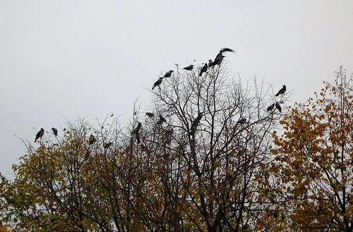 Escadrilele de CIORI îi BOMBARDEAZĂ pe sătmăreni în GRĂDINA ROMEI. Prefectul cere SOLUŢII