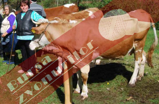 Crescătorii de bovine,  pe cale de dispariţie