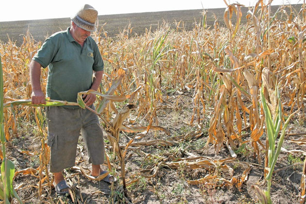 Seceta a distrus culturile de toamnă din judeţ
