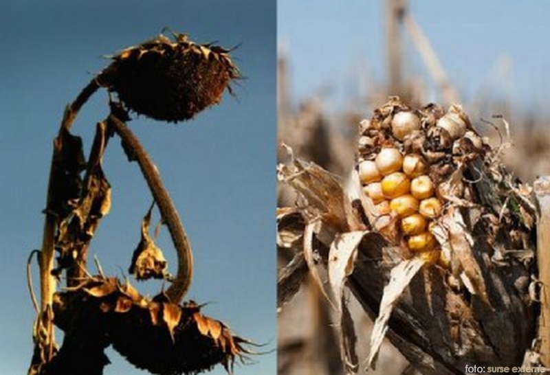 AGRICULTURA sătmăreană, pe BUTUCI. Seceta a DISTRUS culturile