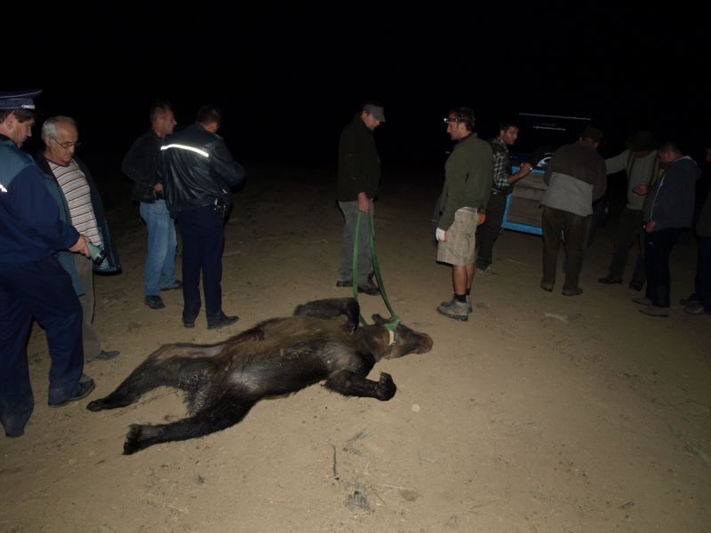 Fauna sălbatică, periclitată de secetă şi braconieri