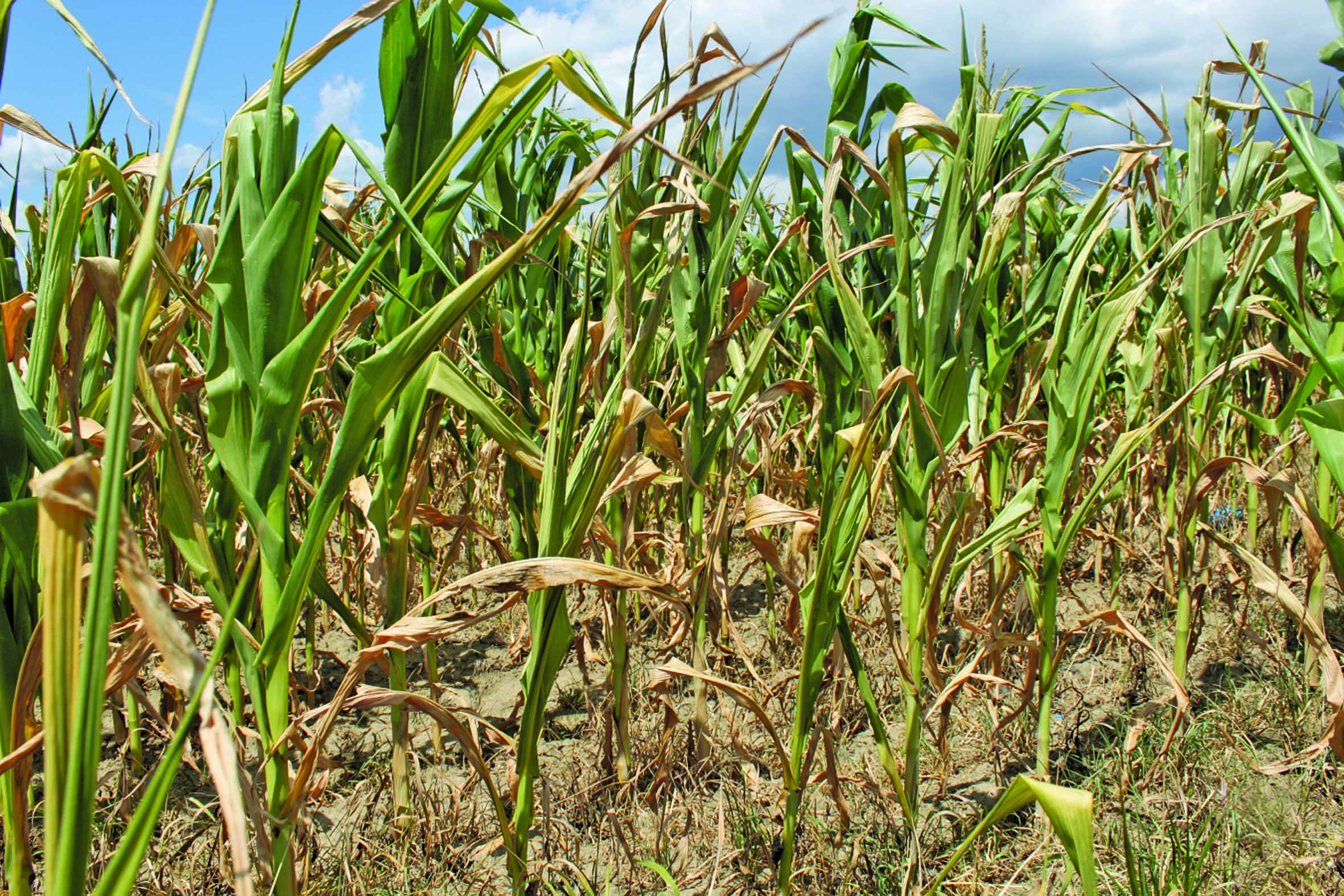 Seceta a compromis peste 80.000 ha de culturi