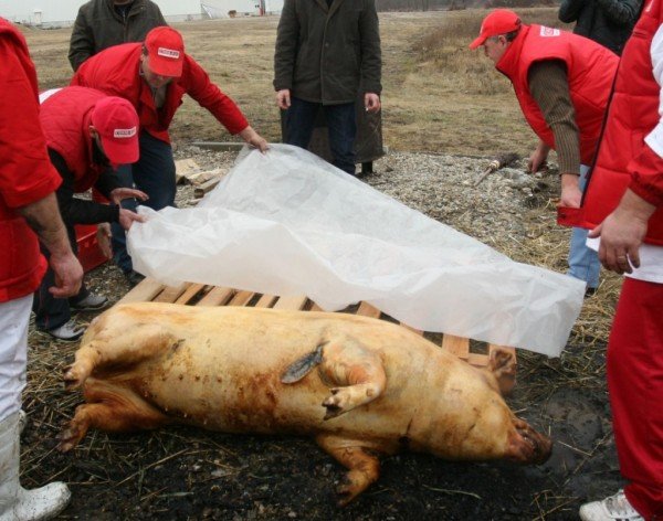 TRICHINELOZA reapare în JUDEŢ. Vezi UNDE  au fost depistate CAZURI noi