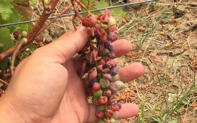 SĂTMĂRENII vor bea mai puţin VIN şi PĂLINCĂ. Aşa a vrut NATURA