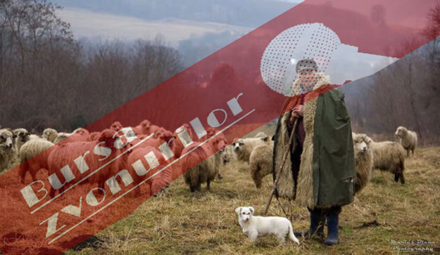 Ciobanul care se crede şef la Ghilvaci