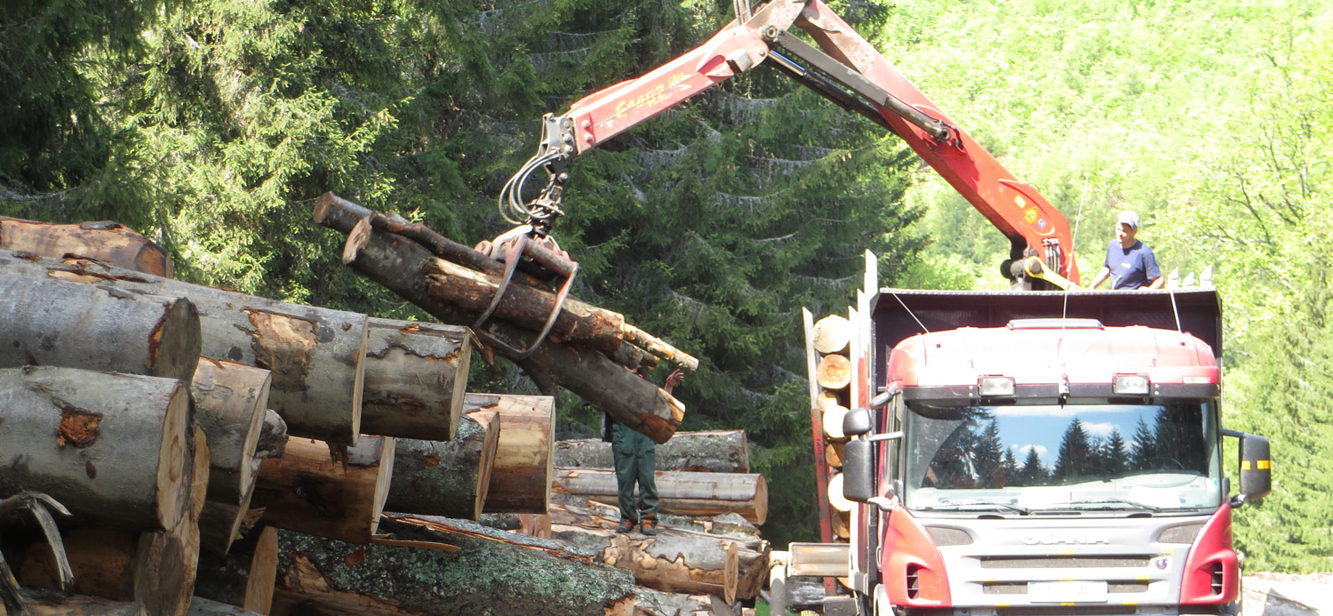 Cod roşu de defrişare în pădurile judeţului