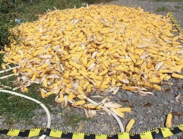 Neamţ cercetat pentru furt  de porumb