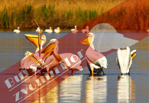 Pelicani dispăruţi  din peisaj