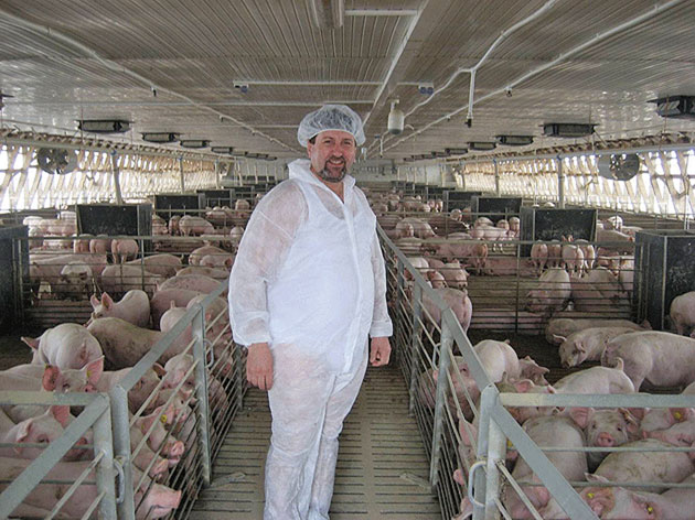 Fermele de porci, verificate la sânge