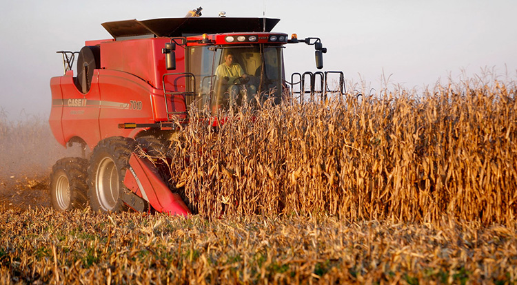 NEAMŢUL i-a FURAT PORUMBUL de pe CÂMP