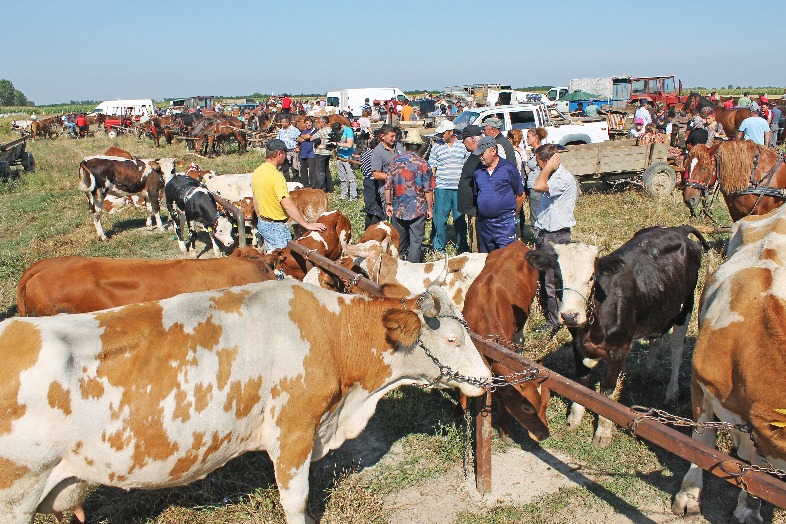 Seceta a redus dramatic şi preţul animalelor