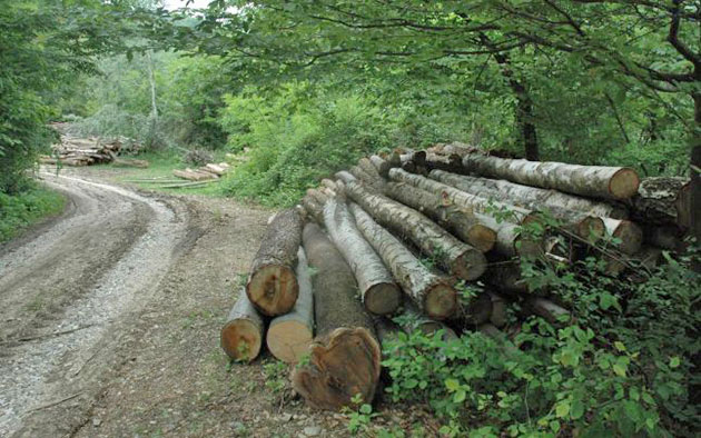 Se fură ca-n codru din pădurile din Vetiş