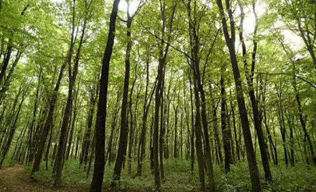 Percheziții DNA la Primăria Șelimbăr; ancheta vizează retrocedări ilegale de peste 114 milioane euro