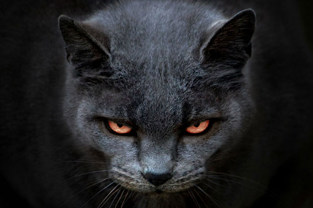 7 feluri în care o pisică îți DISTRUGE viața :-)