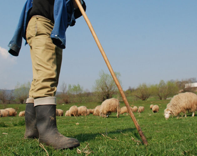 Baciul boineştean, bătut de cel brăilean
