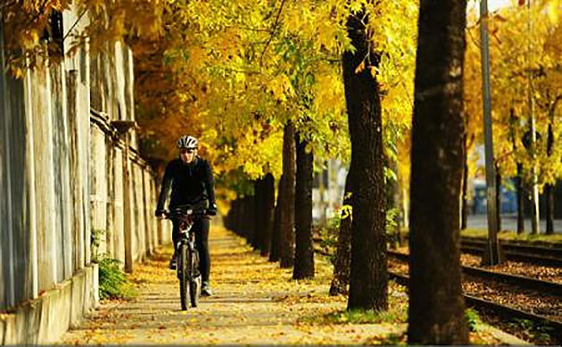 Densitatea copacilor de la marginea străzilor influențează sănătatea fizică și psihică