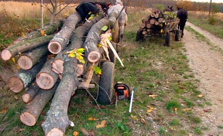 DOSAR PENAL pentru FURT  de LEMNE