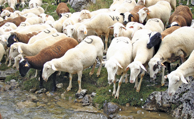 Animalele din judeţ riscă să moară  de foame