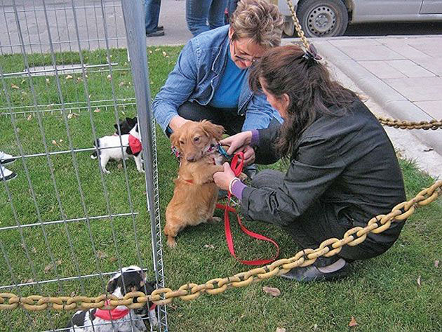 Protecţia animalelor a intrat în faza penală la Carei