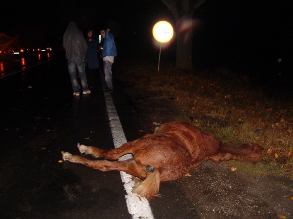 Un şofer a LOVIT un CAL lăsat NESUPRAVEGHEAT la VAMA
