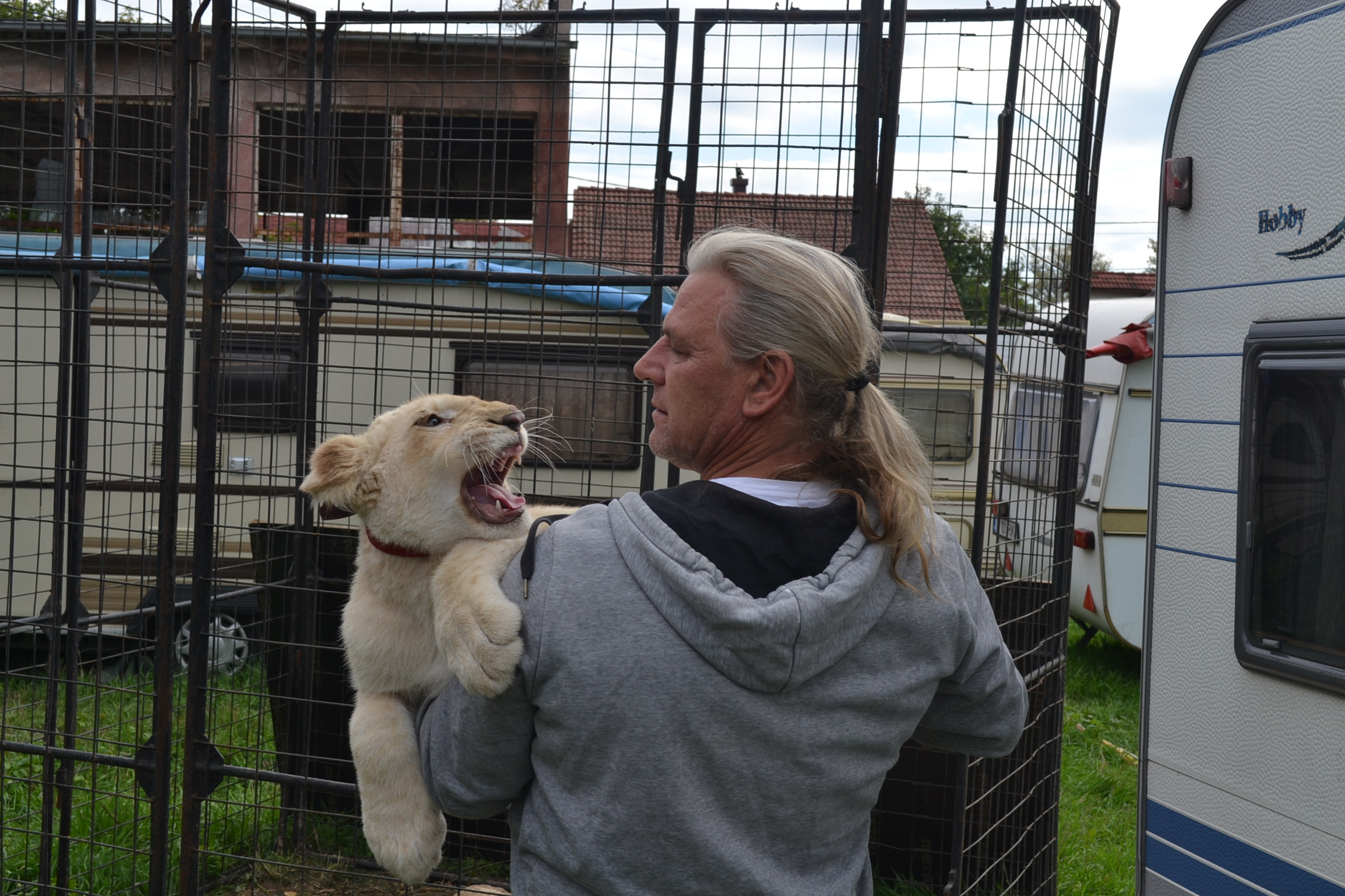 LEI, TIGRI şi alte animale au INVADAT SĂTMARUL. Circ pentru SĂTMĂRENI