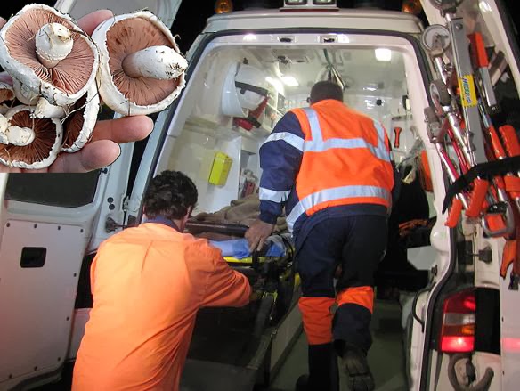 Ciupercile OTRĂVITOARE fac NOI victime la SATU MARE