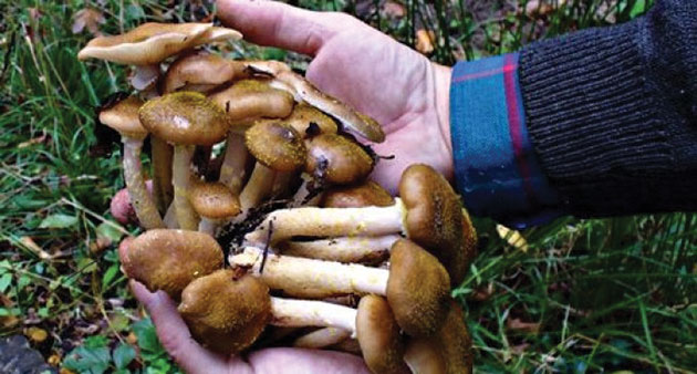 Noi cazuri de intoxicaţii cu ciuperci