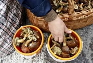 A street vendor displays edible mushrooms called boleti at a market in Warsaw, September 27, 2010. Visitors enjoy the traditional Polish pastime of mushroom picking and this year more young people seem to have joined the hunt, encouraged by a bumper crop following an unusually wet spring and summer. Poland is one of the biggest mushroom exporters worldwide and is estimated to provide some 90 percent of the boleti eaten in Europe. Picture taken September 27. To match Reuters Life! POLAND-MUSHROOMS/   REUTERS/Kacper Pempel  (POLAND - Tags: ENVIRONMENT BUSINESS SOCIETY AGRICULTURE)