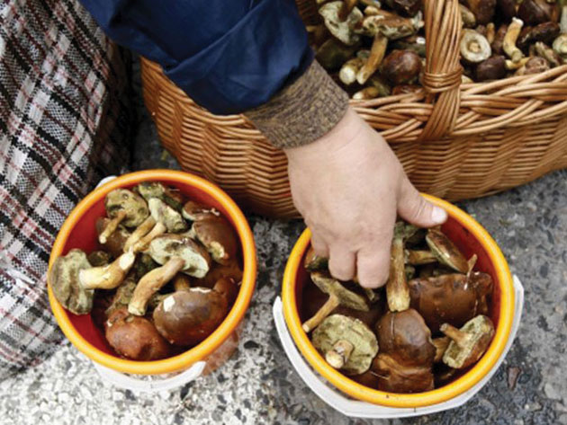 Alţi intoxicaţi cu ciuperci