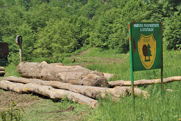 Consiliului Concurenţei a găsit nereguli pe piaţa lemnului din Satu Mare