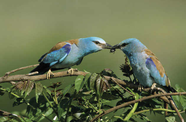 Măsuri pentru protejarea “Dumbrăvencei”, dezbătute la Andrid