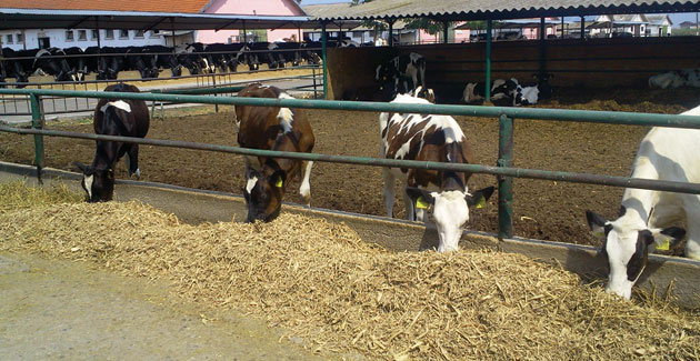 Efectivele de animale, în scădere dramatică