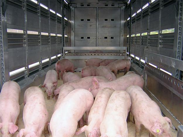 Transport ILEGAL de porci din UNGARIA, depistat la SATU MARE. TIR-ul cu animale a fost CONFISCAT
