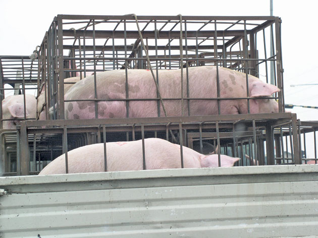 Porci din Ungaria, trecuţi ilegal în România