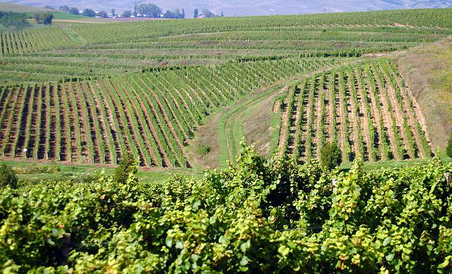 Arta de a face un vin bun